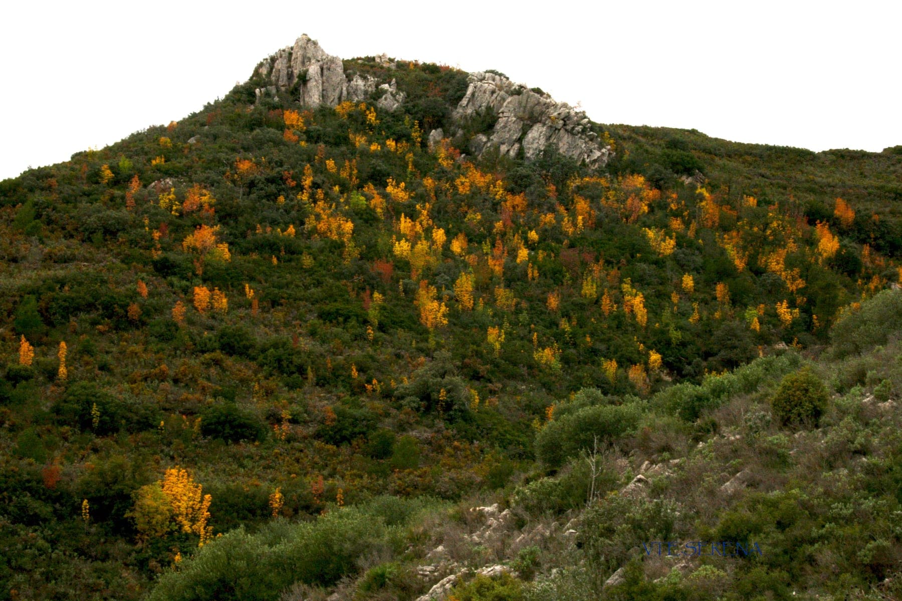 Ladera de la sierra en otoño: el arbolado vira a ocres y anaranjados entre el matorral y los roquedos de la cumbre